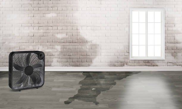 Best Mold removal after water damage  in North Plainfield, NJ